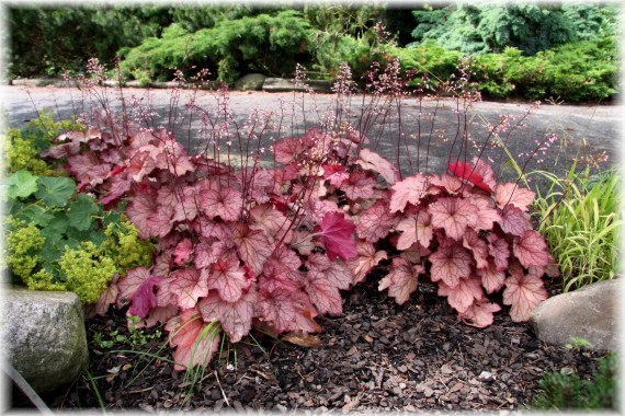 Żurawka - Heuchera 'Georgia Peach'