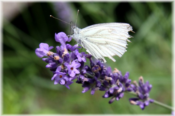 Lawenda wąskolistna - Lavandula angustifolia