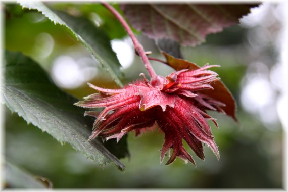 Leszczyna - Corylus 'W. Bugała'
