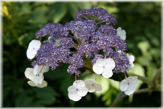 Hortensja Sargenta - Hydrangea sargentiana