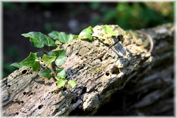 Bluszcz pospolity - Hedera helix