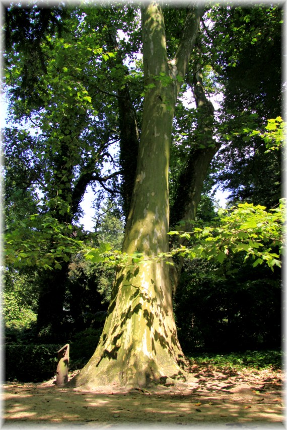Platan klonolistny - Platanus ×hispanica