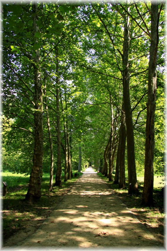 Aleja platanowa