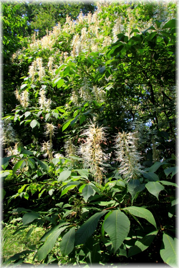 Kasztanowiec drobnokwiatowy - Aesculus parviflora