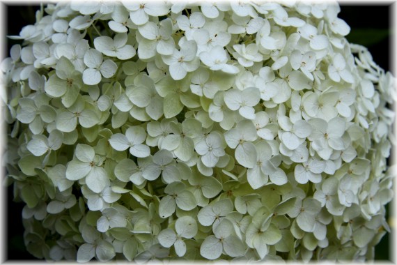 Hortensja krzewiasta 'Anabelle' - Hydrangea arborescens 'Anabelle'