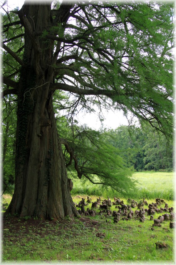 Cypryśnik błotny - Taxodium distichum