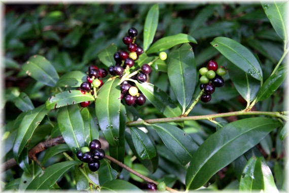 Laurowiśnia wschodnia - Prunus laurocerasus