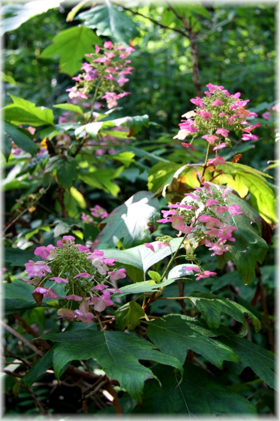 Hortensja dębolistna - Hydrangea quercifolia