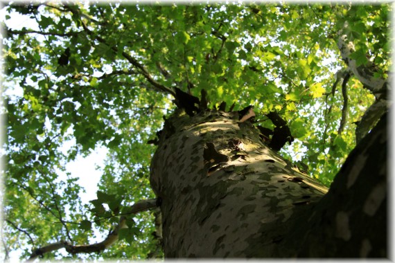 Platan klonolistny - Platanus ×hispanica