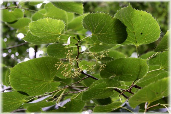 Lipa Henry'ego - Tilia henryana