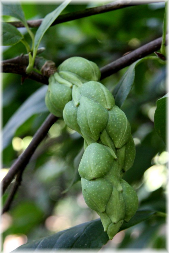 Owocostan magnolii