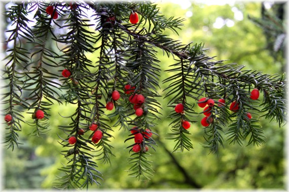 Cis pospolity - Taxus baccata