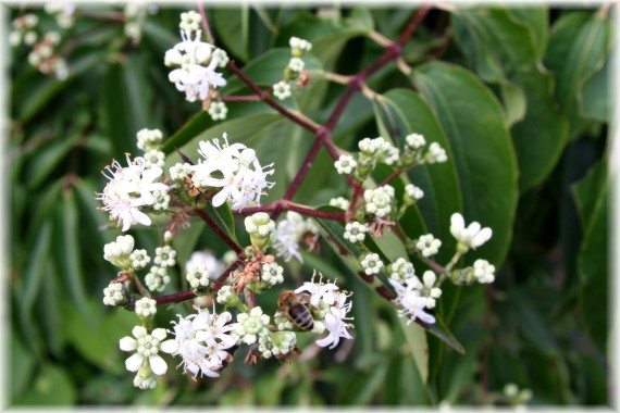 Heptakodium chińskie - Heptacodium miconioides