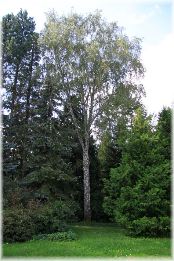 Brzoza brodawkowata - Betula pendula