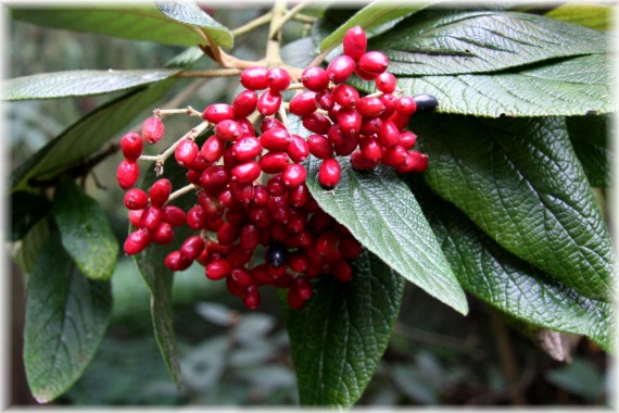 Kalina - Viburnum ×rhydidophylloides 'Dart's Duke'