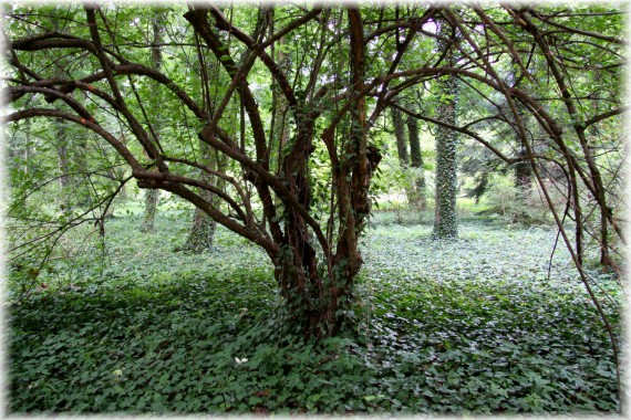 Krzewy kolekcji Arboretum