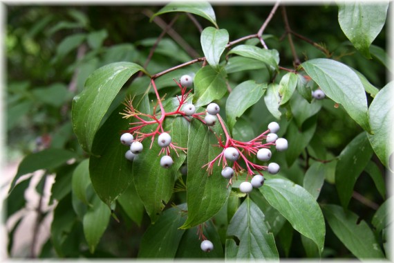 Dereń groniasty - Cornus racemosa