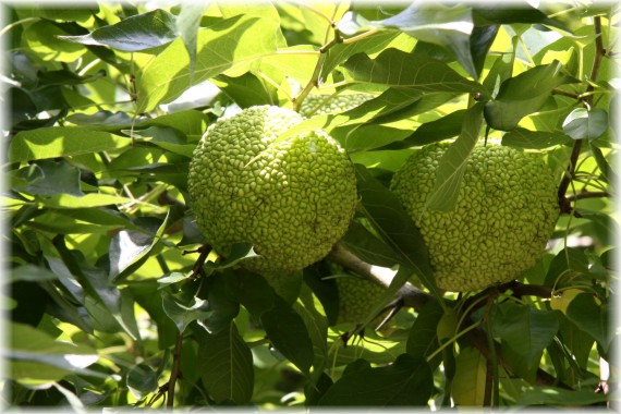 Żółtnica pomarańczowa - Maclura pomifera