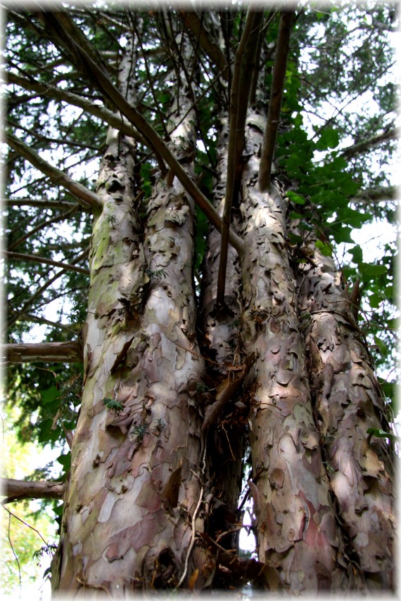 Cis pospolity - Taxus baccata