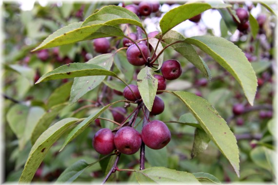 Jabłoń ozdobna - Malus 'Hoser'