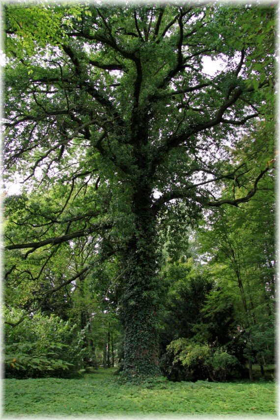 Dąb szypułkowy - Quercus robur