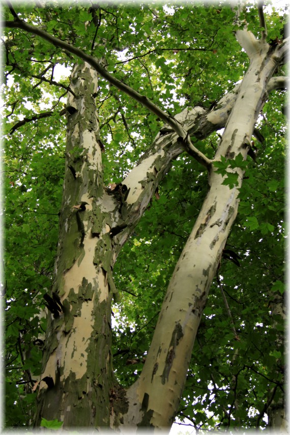 Platan klonolistny - Platanus ×hispanica