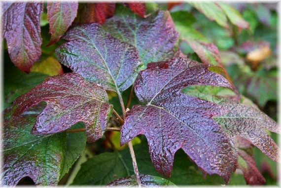 Hortensja dębolistna - Hydrangea quercifolia
