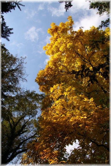 Orzesznik - Carya sp.