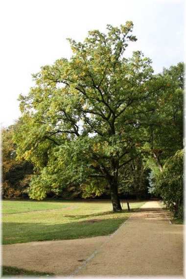 Dąb szypułkowy - Quercus robur