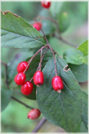 Głogownik kosmaty - Photinia villosa