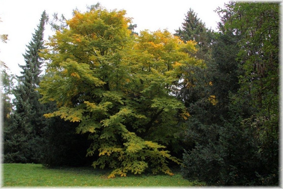 Strączyn żółty - Cladrastis lutea