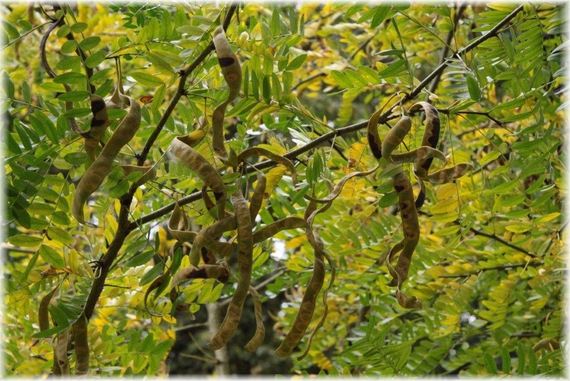Iglicznia japońska - Gleditsia japonica