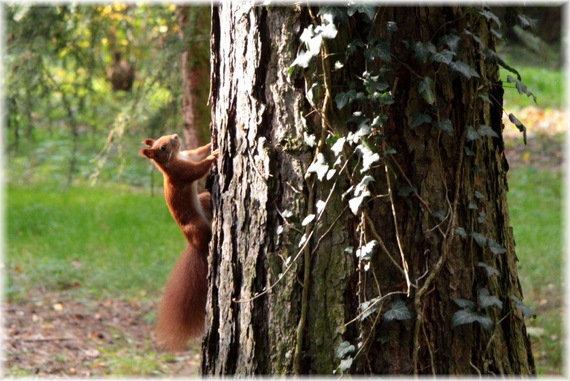 Mieszkaniec Arboretum