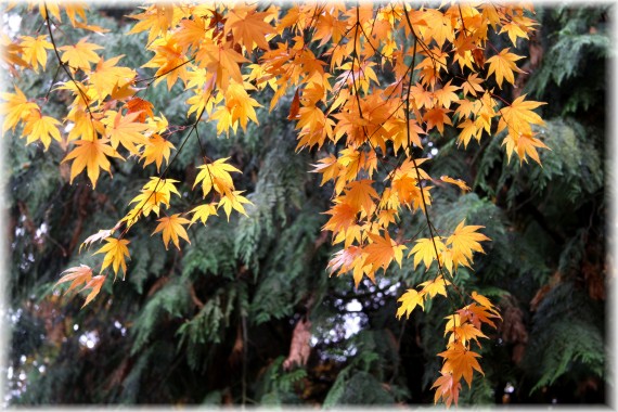 Klon Shirasawy - Acer shirasawanum