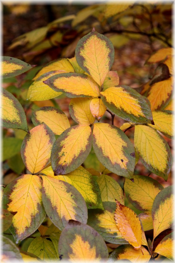 Stawarcja kameliowata - Stewartia pseudocamellia