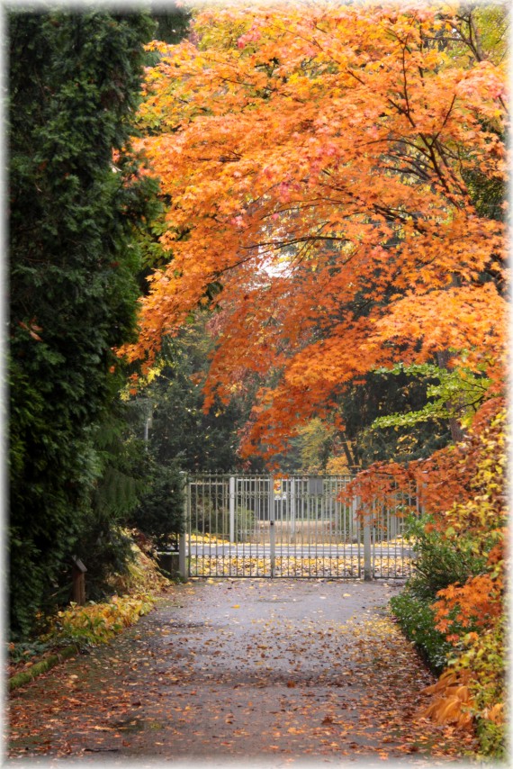 Klon Shirasawy - Acer shirasawanum