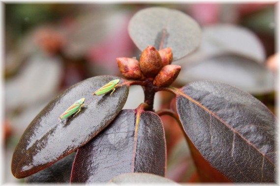 Azalia - Rhododendron sp.