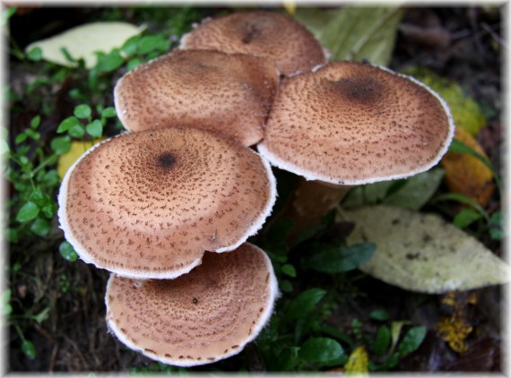Opieńka - Armillaria sp.
