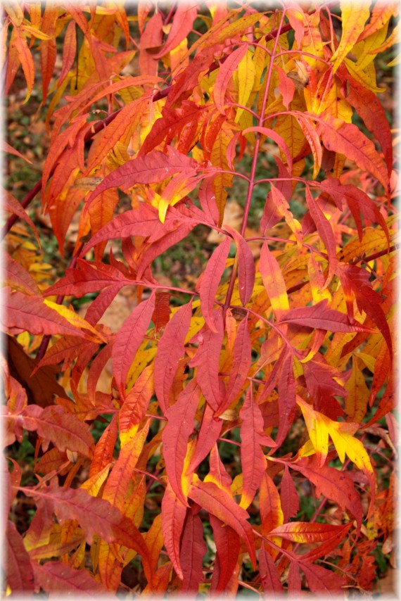 Sumak octowiec - Rhus typhina 'Dissecta'