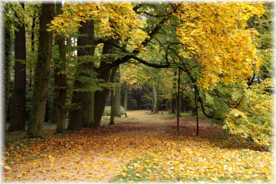 Arboretum jesienią