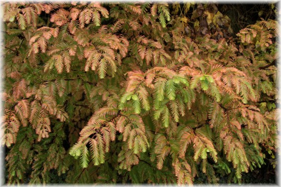 Metasekwoja chińska - Metasequoia glyptostroboides
