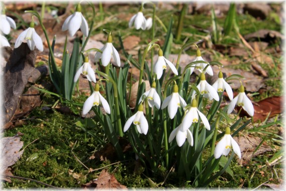 Śnieżyczka przebiśnieg - Galanthus nivalis