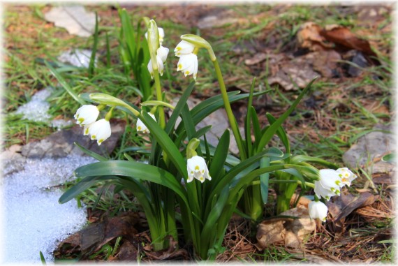 Śnieżyca wiosenna - Leucojum vernum