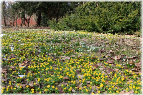 Arboretum Kórnickie