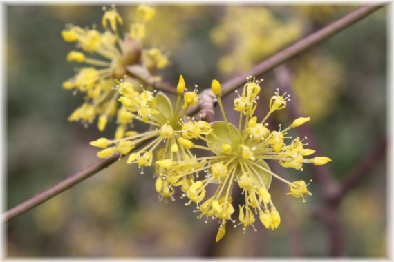 Dereń jadalny - Cornus mas