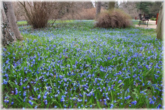 Cebulica syberyjska - Scilla siberica