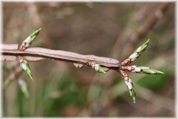 Trzmielina oskrzydlona - Euonymus alatus