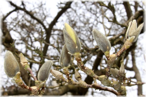 Magnolia pośrednia - Magnolia xsoulangeana