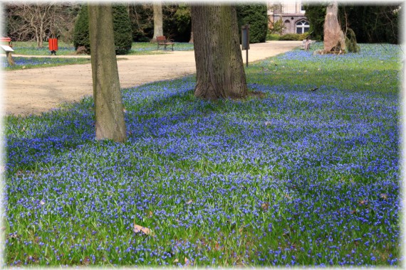 Cebulica syberyjska - Scilla siberica