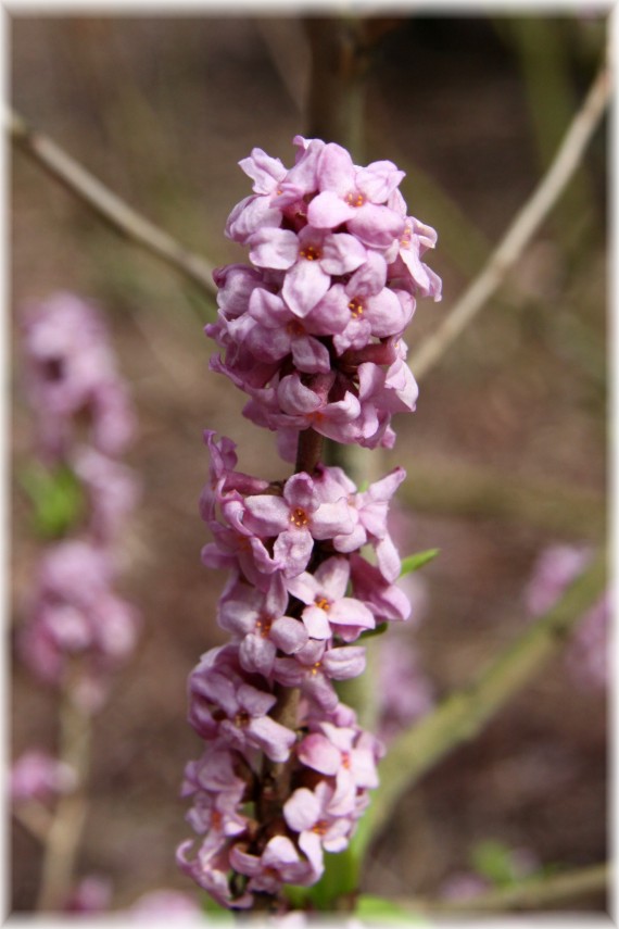 Wawrzynek wilczełyko - Daphne mezereum